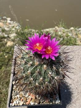 Gymnocactus beguinii